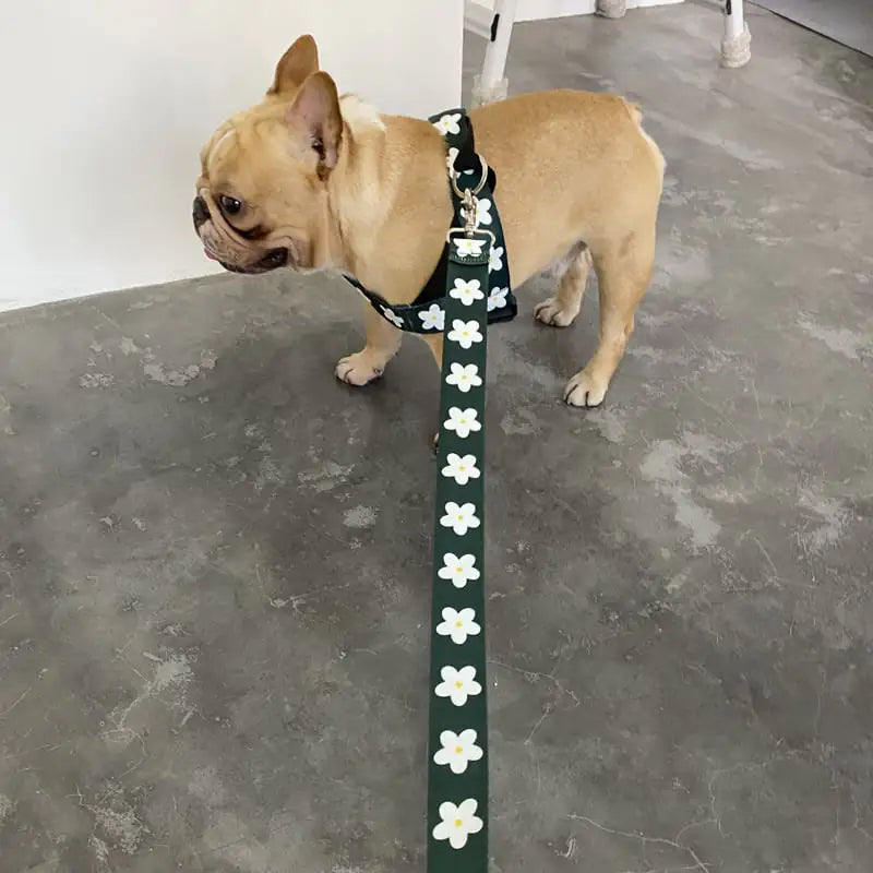 Golden Retriever Labrador Vest-style Adult Dog Leash