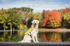 Dog Life Vest Jacket